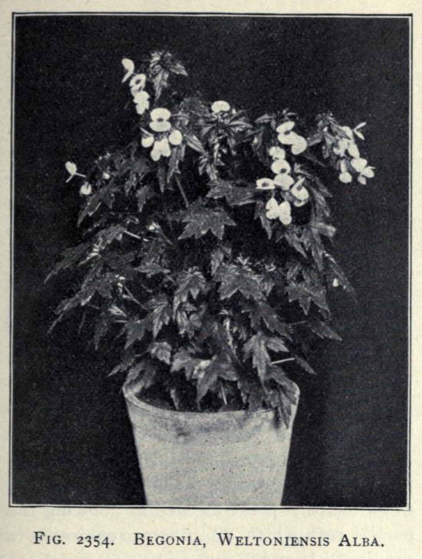 B. ‘Weltonensis Alba’